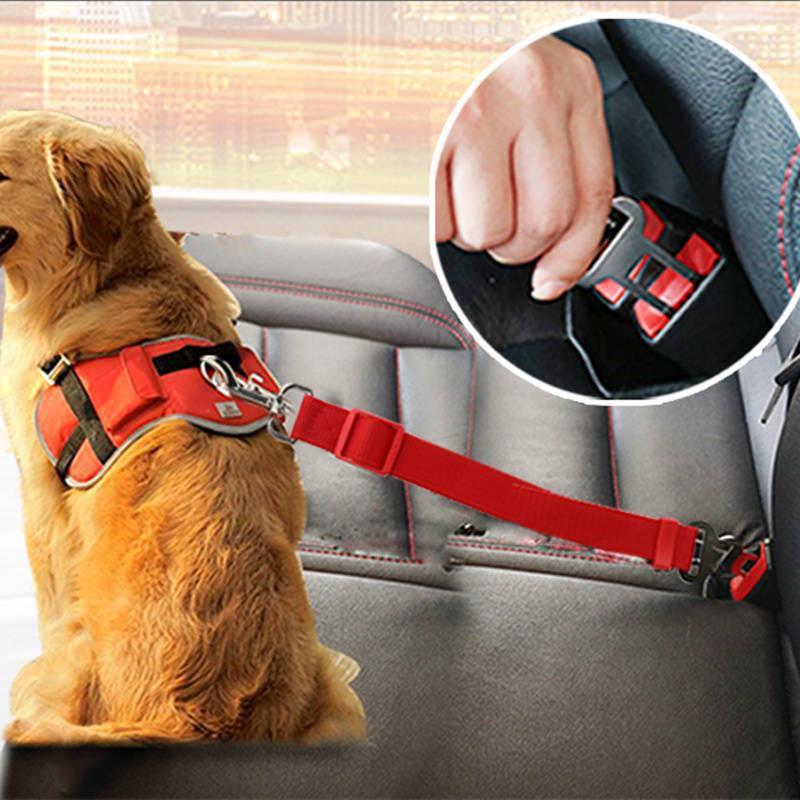 Pets & Style